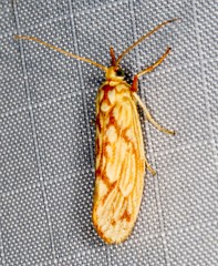 Lactura erythractis