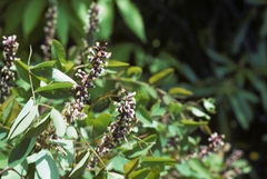 Amorpha glabra