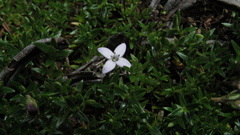 Arcytophyllum muticum