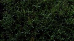 Arcytophyllum muticum