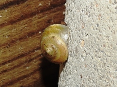 Helicina arenicola