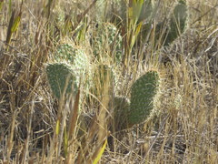Opuntia polyacantha polyacantha