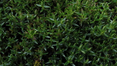 Arcytophyllum muticum