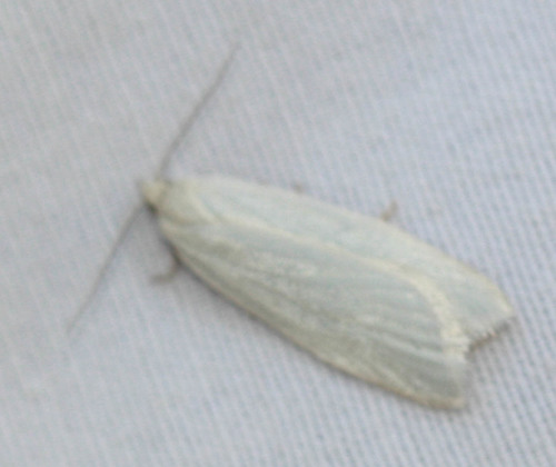iNaturalist observation photo of Tortricine Leafroller Moths