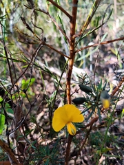 Gompholobium grandiflorum