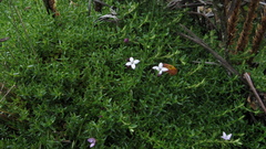 Arcytophyllum muticum