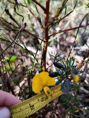 Gompholobium grandiflorum