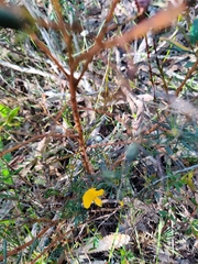 Gompholobium grandiflorum