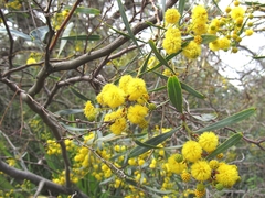 Acacia