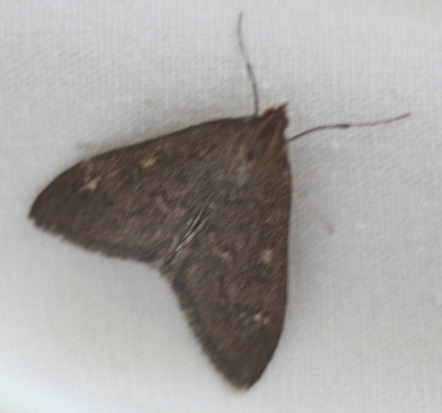 iNaturalist observation photo of Butterflies and Moths