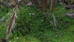 Arcytophyllum muticum