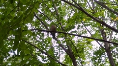 Streptopelia orientalis