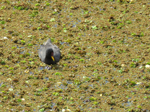 Foulque à front rouge (Fulica rufifrons)