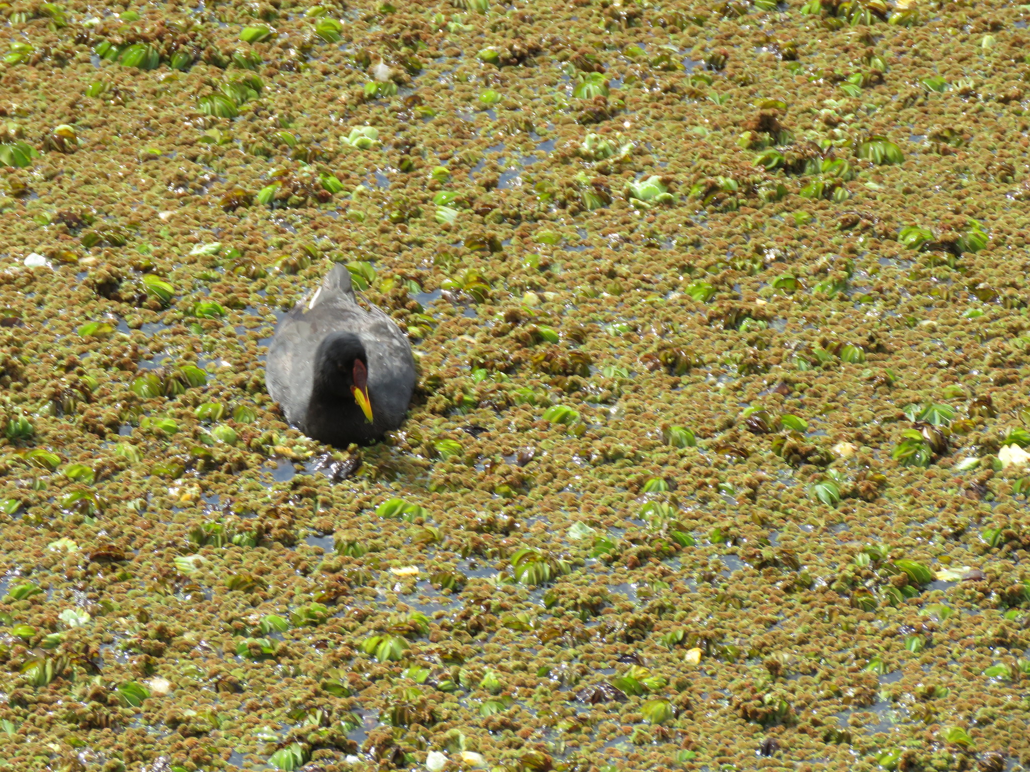 Red-fronted Coot illustration