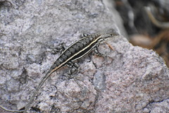 Sceloporus virgatus