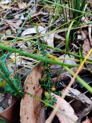 Micrantheum ericoides