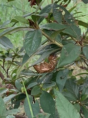 Graptopsaltria nigrofuscata