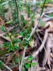 Xanthosia tridentata
