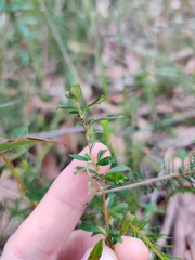 Xanthosia tridentata