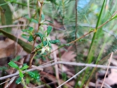 Xanthosia tridentata