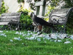 Falco novaeseelandiae