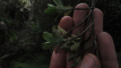 Escallonia myrtilloides