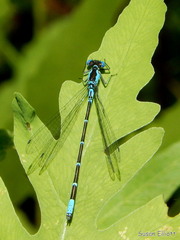 Chromagrion conditum