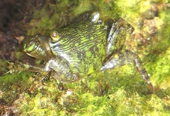 Pachygrapsus socius