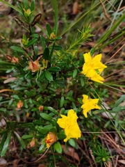 Hibbertia bracteata