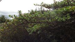 Escallonia myrtilloides