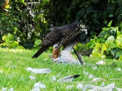Falco novaeseelandiae