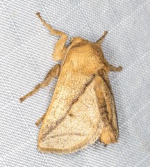 Anaxidia lozogramma