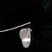 Heliconius melpomene martinae - Photo 由 Oscar Enciso 所上傳的 (c) Oscar Enciso，保留部份權利CC BY-NC
