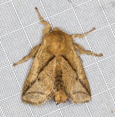 Anaxidia lozogramma