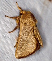 Anaxidia lozogramma