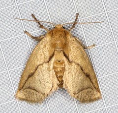 Anaxidia lozogramma