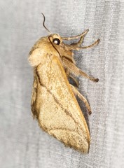 Anaxidia lozogramma