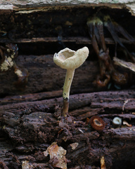 Hypomyces cervinigenus