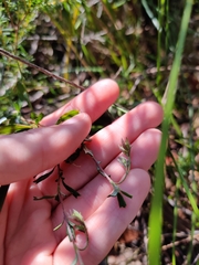Xanthosia tridentata