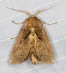 Anaxidia lozogramma