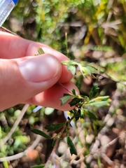 Xanthosia tridentata