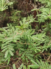 Painteria leptophylla