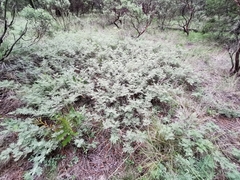 Painteria leptophylla
