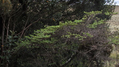 Escallonia myrtilloides