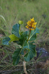 Palicourea rigida