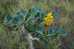 Palicourea rigida