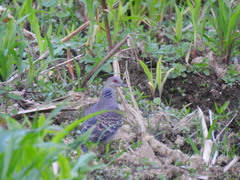 Streptopelia orientalis