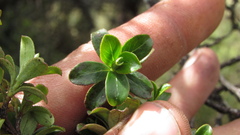 Escallonia myrtilloides
