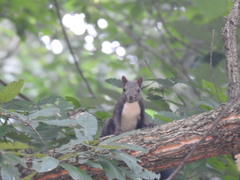 Sciurus vulgaris