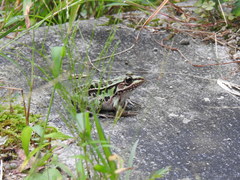 Pelophylax nigromaculatus